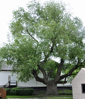 The Willow Heritage Tree